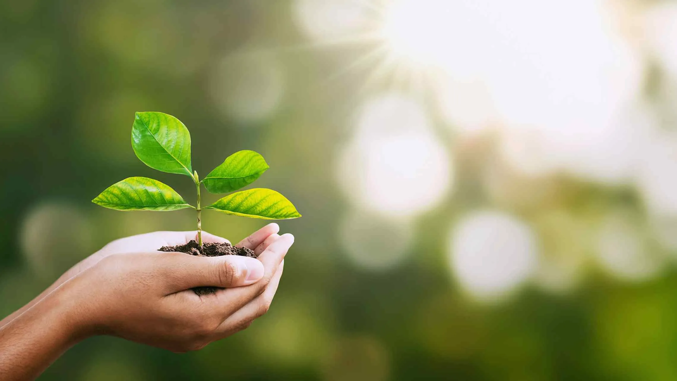 Image of hands holding leaves, symbolizing the importance of health, safety, and environmental practices in the energy and petroleum industry